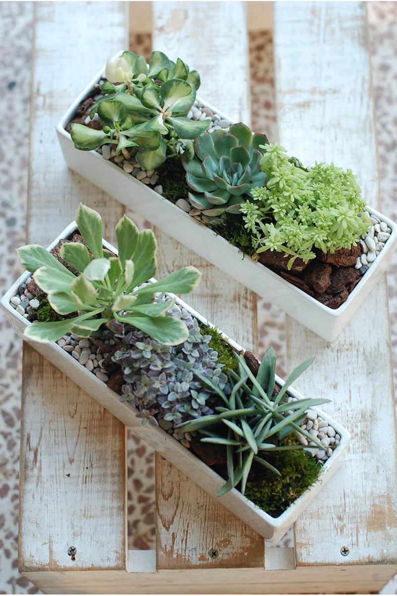 福祿桐組合小盆景 Polyscias Arrangement